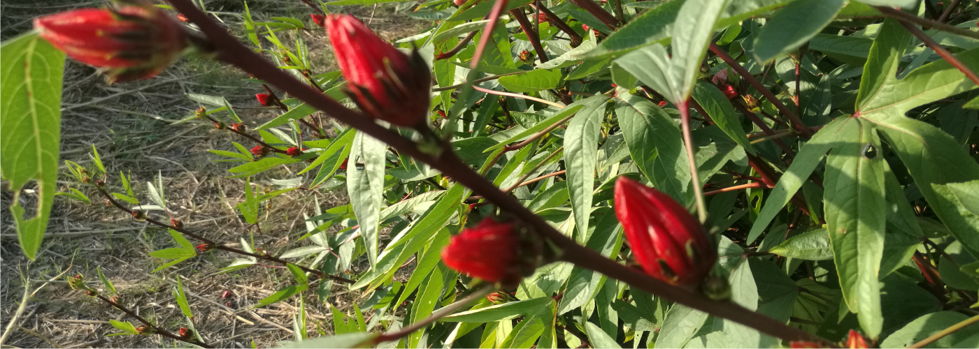 洛神花蜜餞#酸酸甜甜好滋味，讓妳有戀愛的感覺